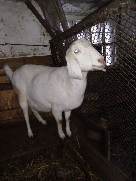 Англонубійскі кози та цап