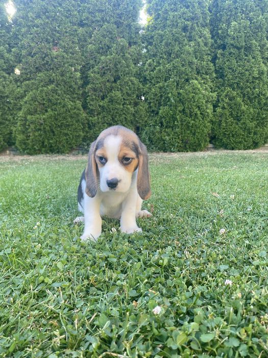 Szczeniak Beagle Piesek