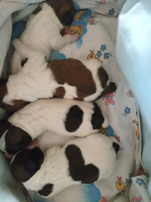 мальчик Джек Рассел