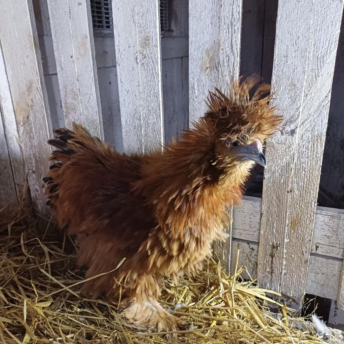 Kury ozdobne różne