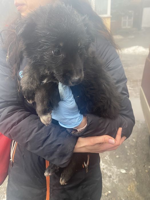 Дівчинка в люблячу родину