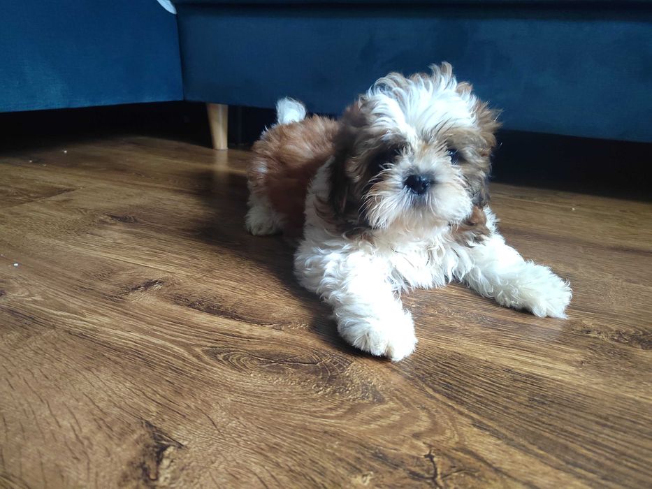 Shih tzu tricolor