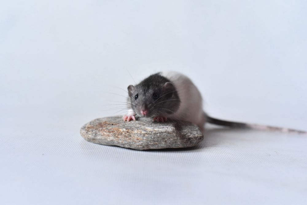 Пацючата пацюки дамбо та стандарт