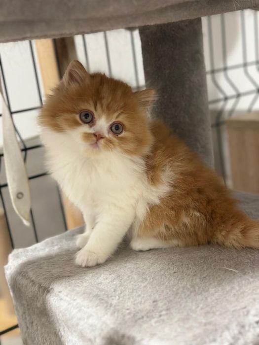 Śliczny Kocurek długowłosy REZERWACJA