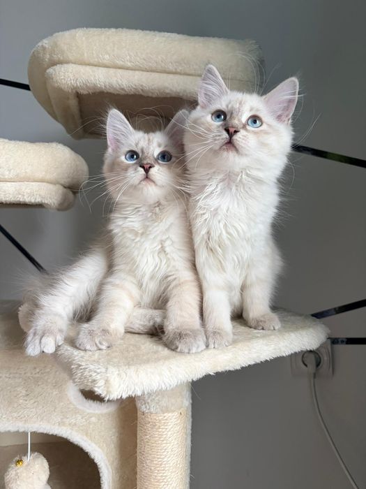 Kocurek o cudownym charakterze syberyjski neva masquerade