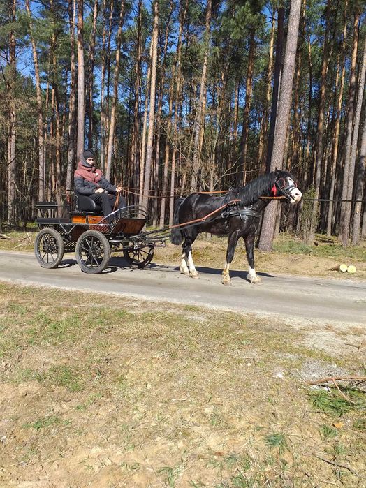 Ogierek kuc walijski odsadek PL PLUTON