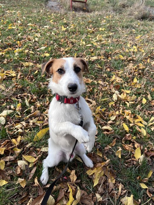 Пропонується на вʼязку джек расел. Хлопчик