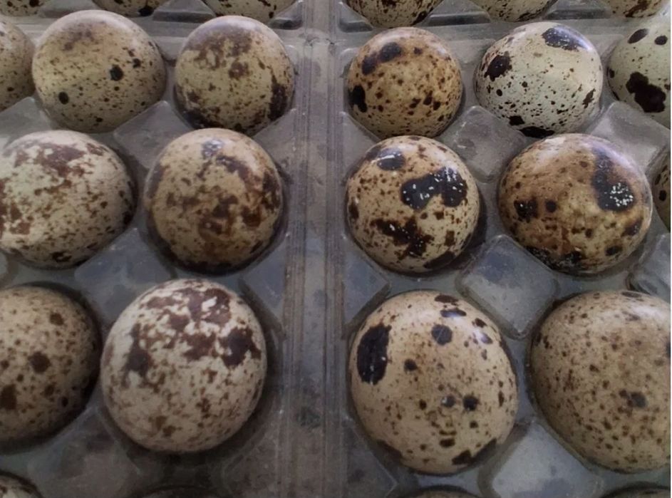 Duzia de ovos de galinha e de codorniz .