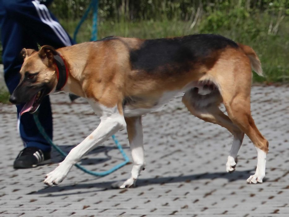 Piękny, bardzo przyjazny