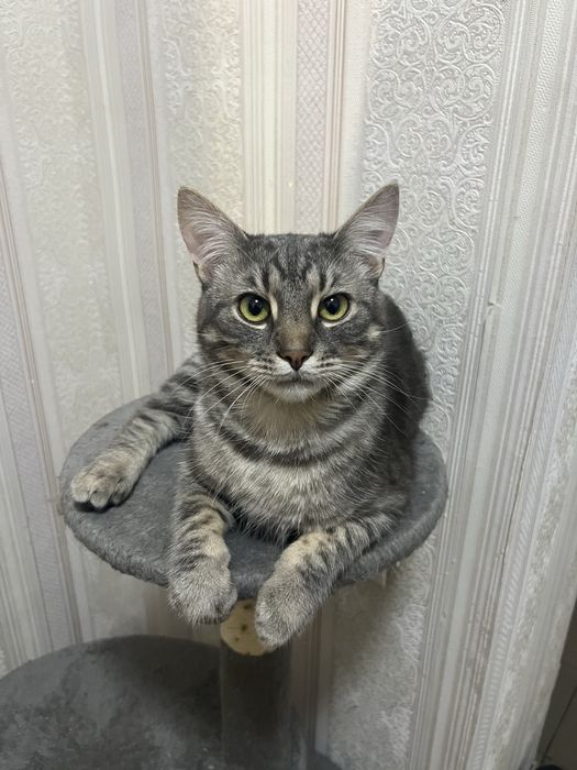 Котик в добрі руки