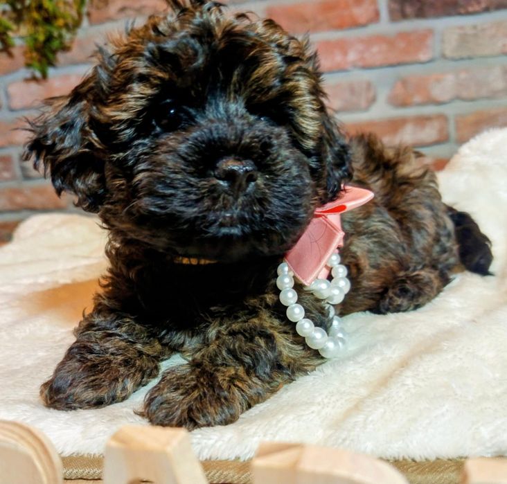 Maltipoo-Havapoo f1 sunia o imieniu Barbi tricolor