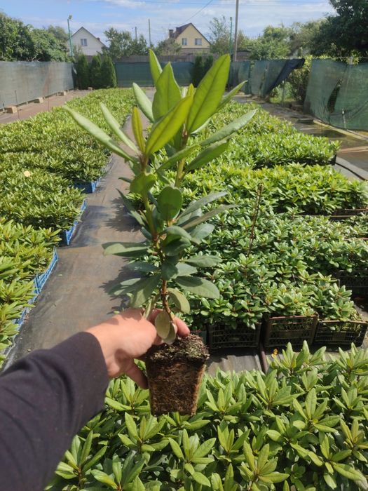 Рододендрони 2 річні