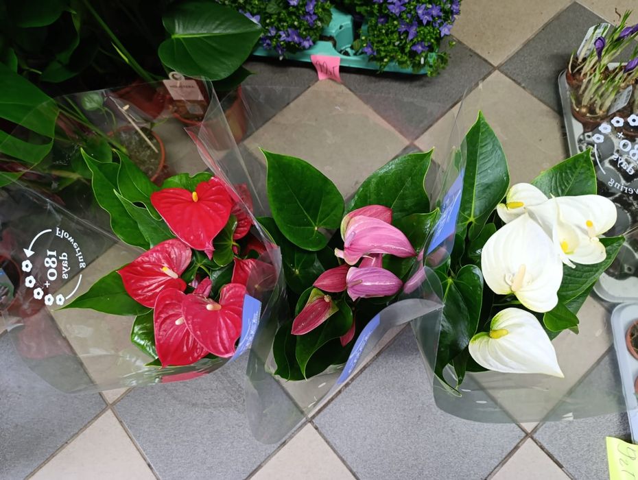 Anturium mix kolor 6+ P17 50-60cm