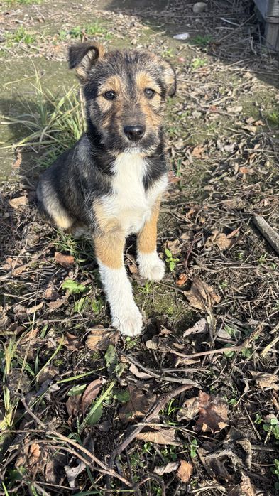 Sunia  po  owczarku szkockim szuka kochającego domu