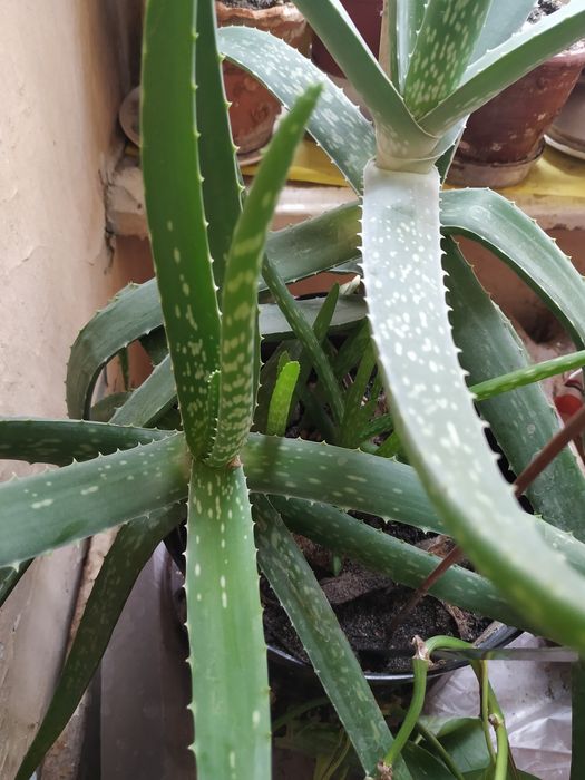 Красула кімнатна рослина вазонок ,денежное дерево