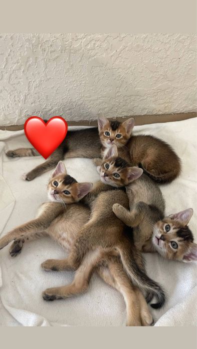 Абиссинские котята абіссинські кошенята