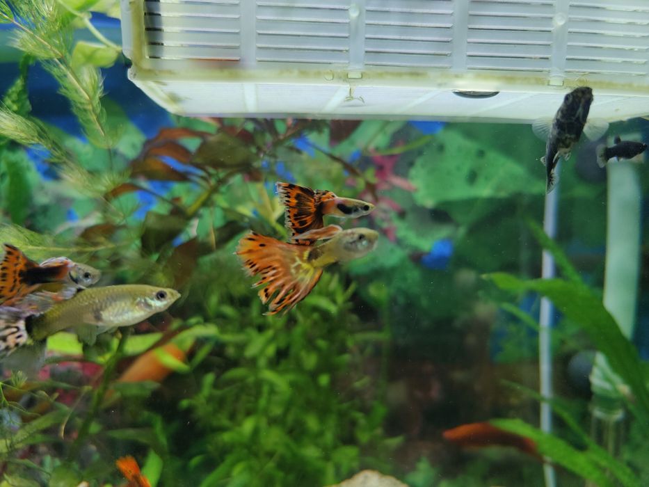 Gupik młode  .    .