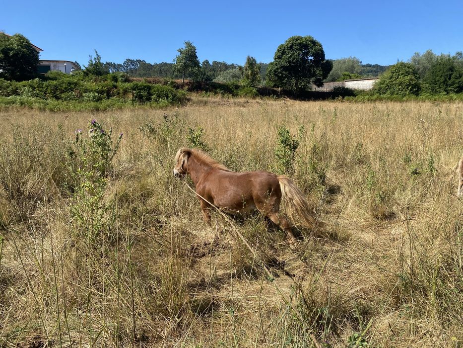 Disponivel. Poneis ovelhas. Poldro