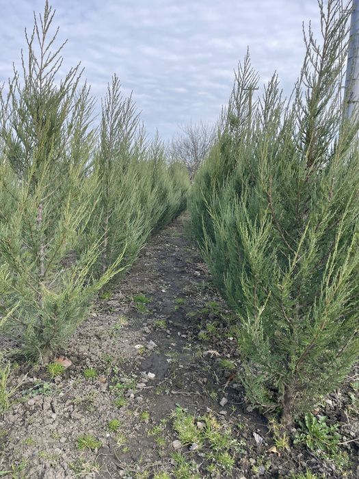 Ялівці для озеленення територіі.