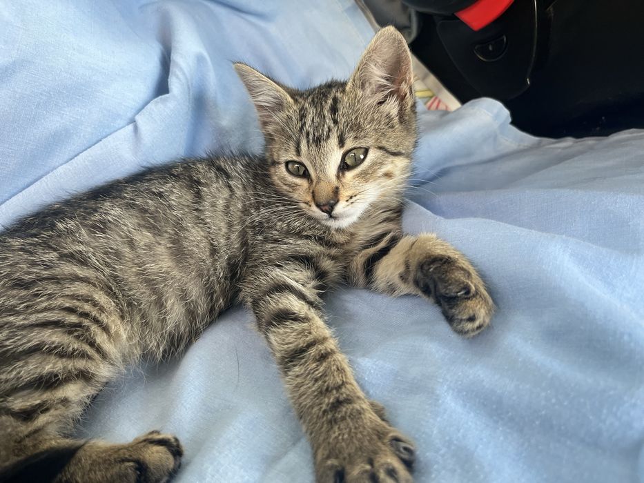 Кошеня в добрі роки