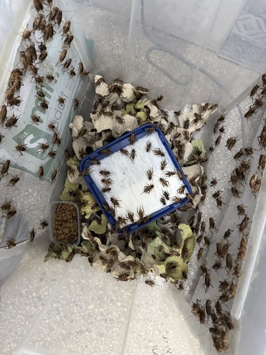 Karmówka -Świerszcze - Mącznik -Karaczan Argentyński