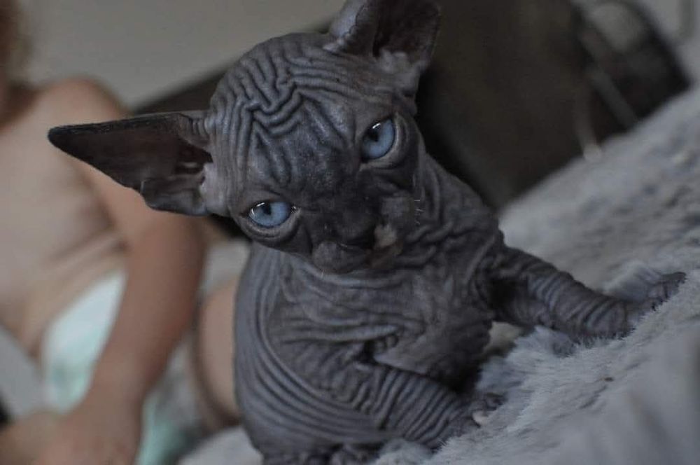 Kot sfinks niebieskie oko