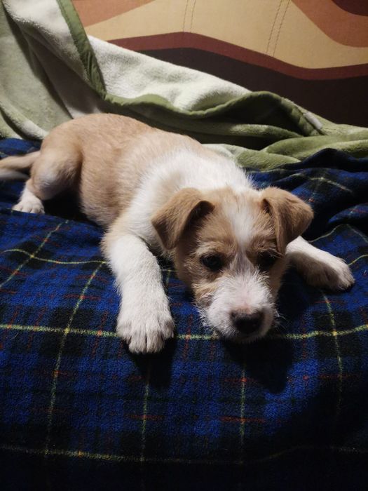 Oddam pieska w dobre ręce