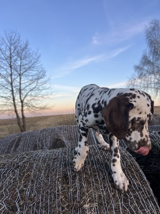 Хлопчик далматин