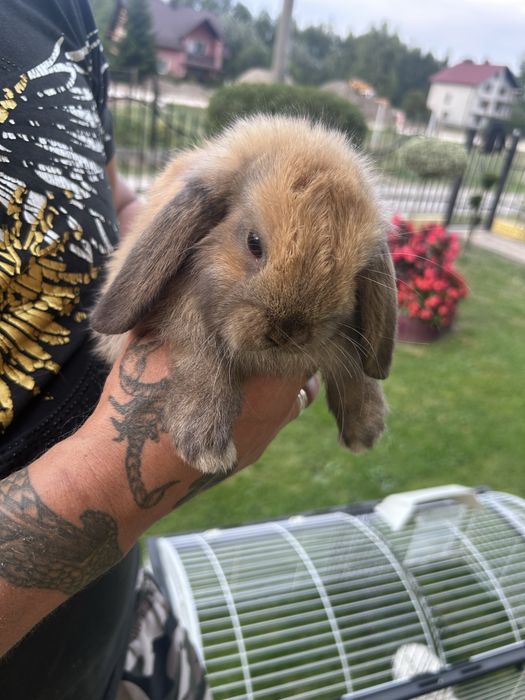 Kroliki mini lop miniaturki