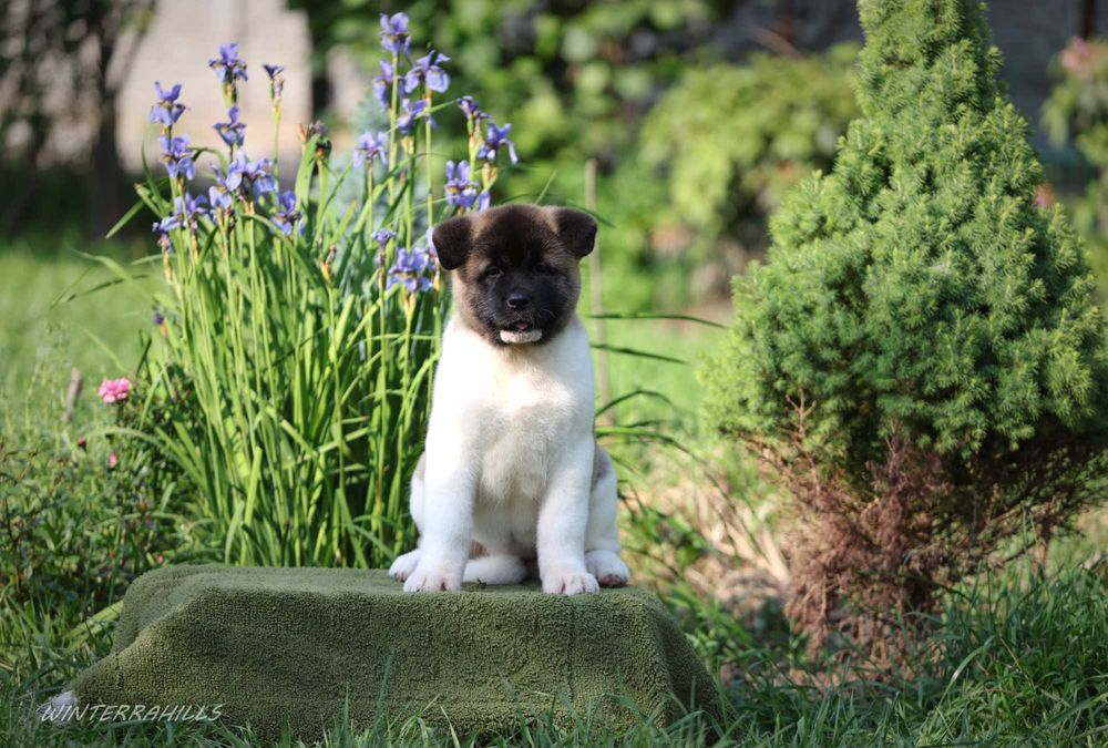 Плюшеві ведмедики - хлопчики і дівчатка Американська Акіта!
