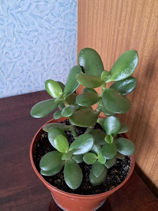 Товстянка кімнатна рослина