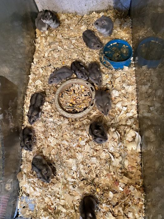 Джунгарские хомячки