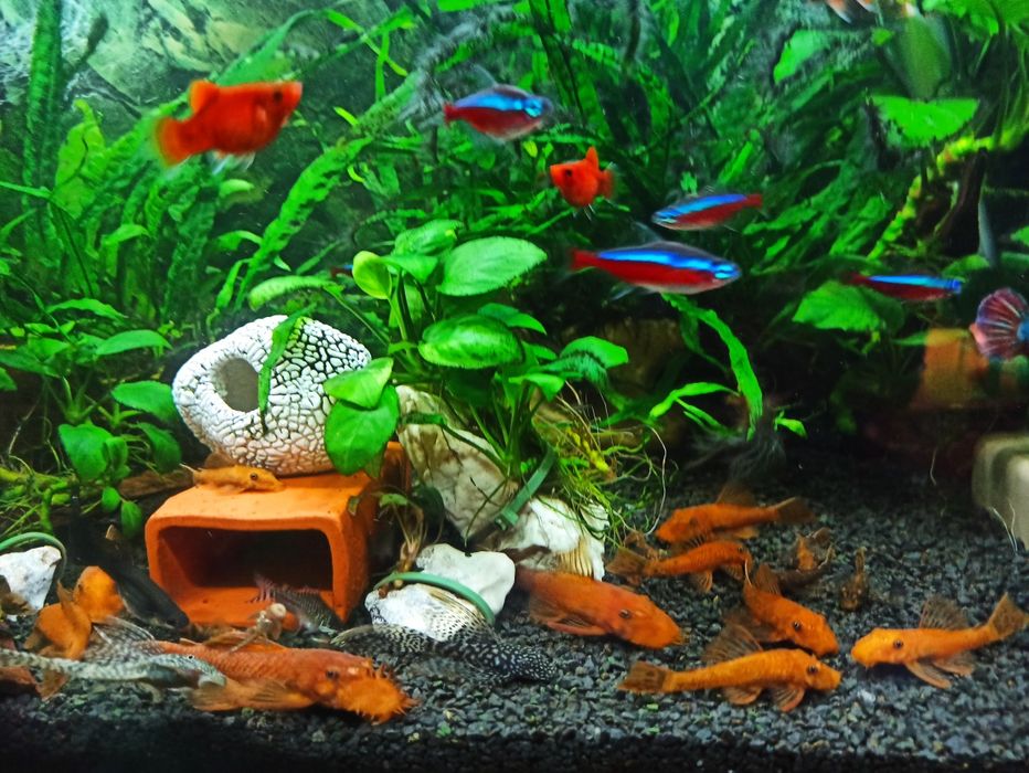 Ancistrus Red zbrojnik czerwony