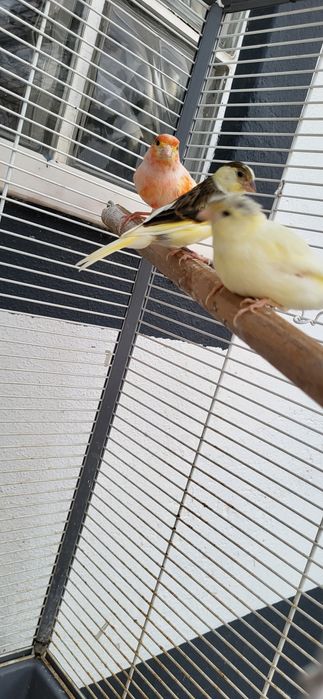Canários despononivel