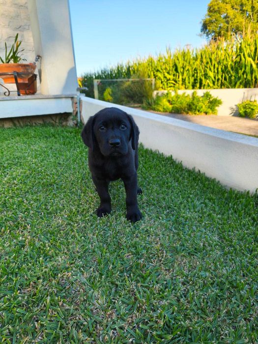 Labrador Preto Pruro