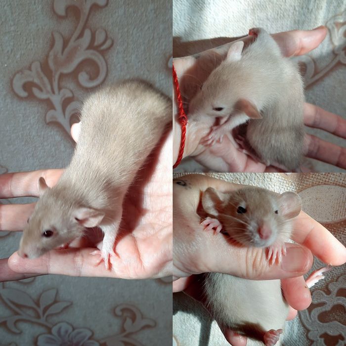 Крысята Дамбо красивого окраса. Рекс