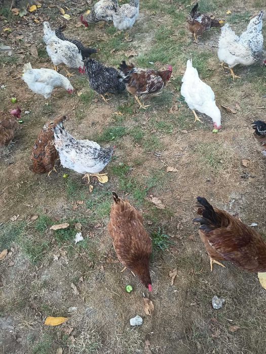 продам молодих курей