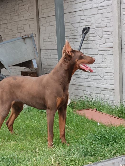 Doberman Szczeniak