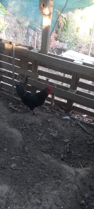 Galinha Preta Lusitânia