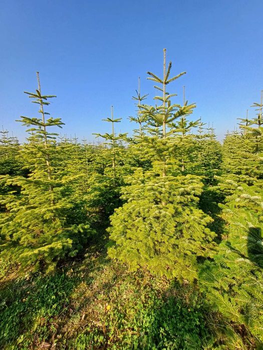 Choinki -  Świerk, jodła