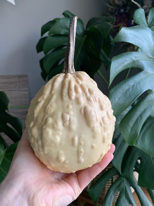 Насіння декоративних гарбузів