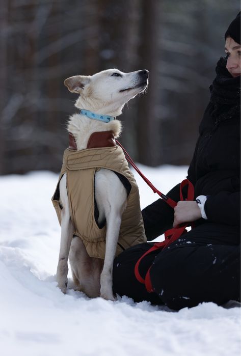 seniorka Selena do adopcji