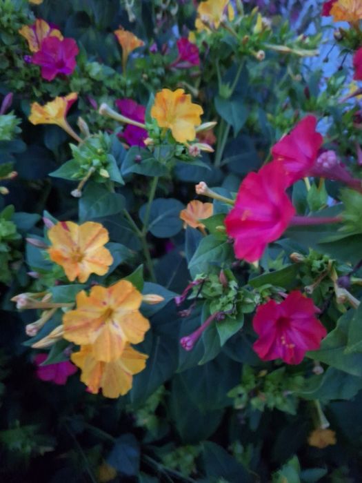 Nasiona dziwaczki dziwaczek