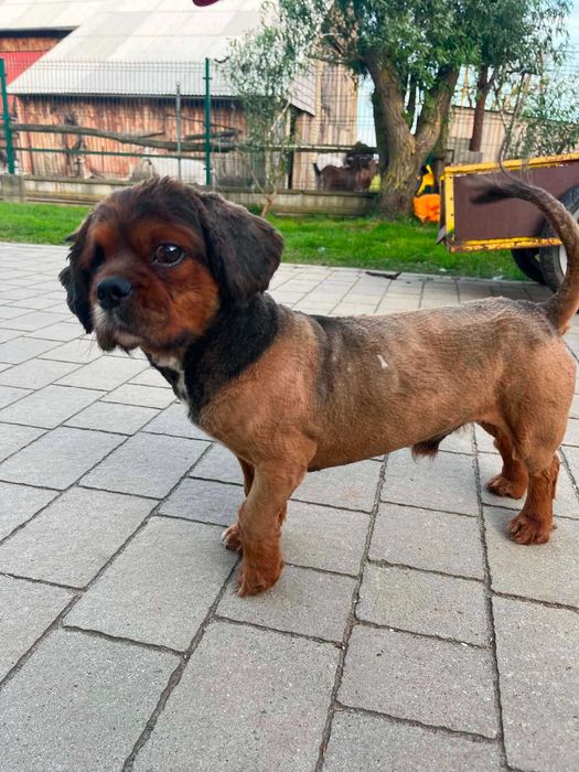 Teo - poznaj typowego Pekiavaliera któremu kończy się czas w DT