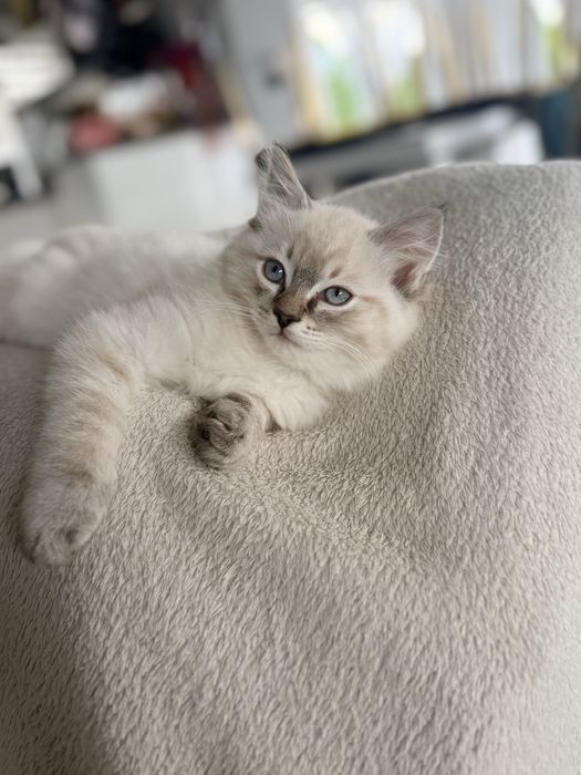 Ragdoll blue grey lynx lilac