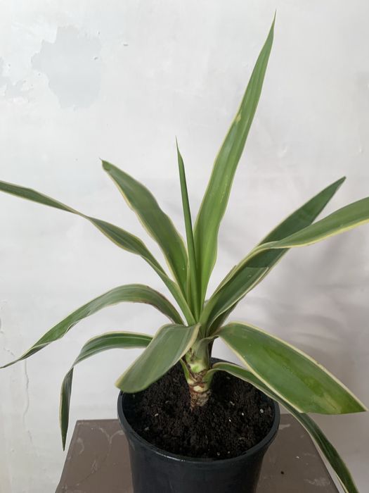 Продам кімнатні рослини