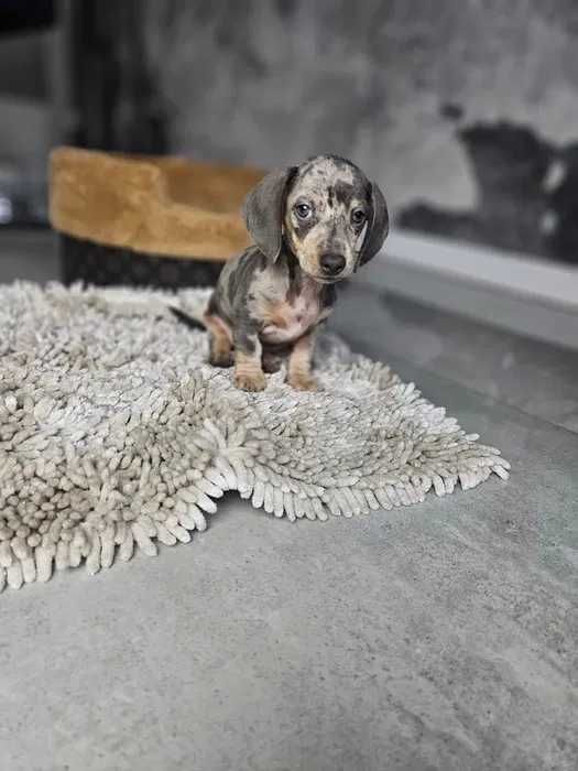 Teckel blue merle disponivel