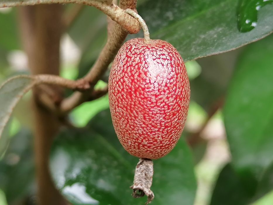 Elaeagnus ebbingei