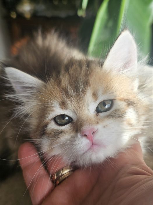 Piękna Kotka syberyjska