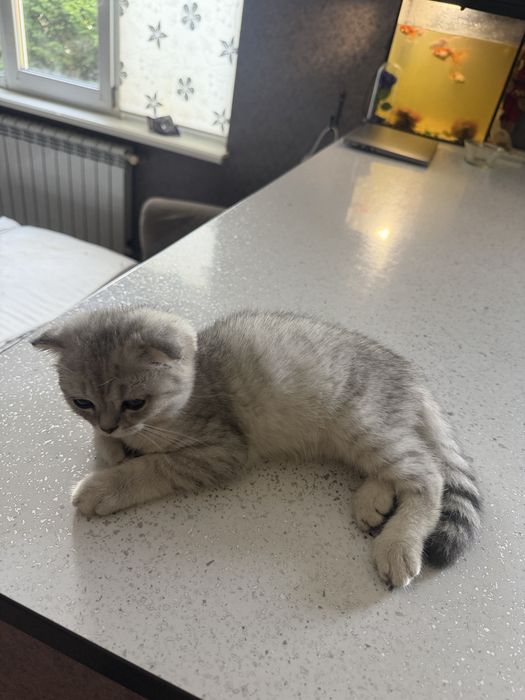 Котик скоттиш страйт+серебряная шиншила